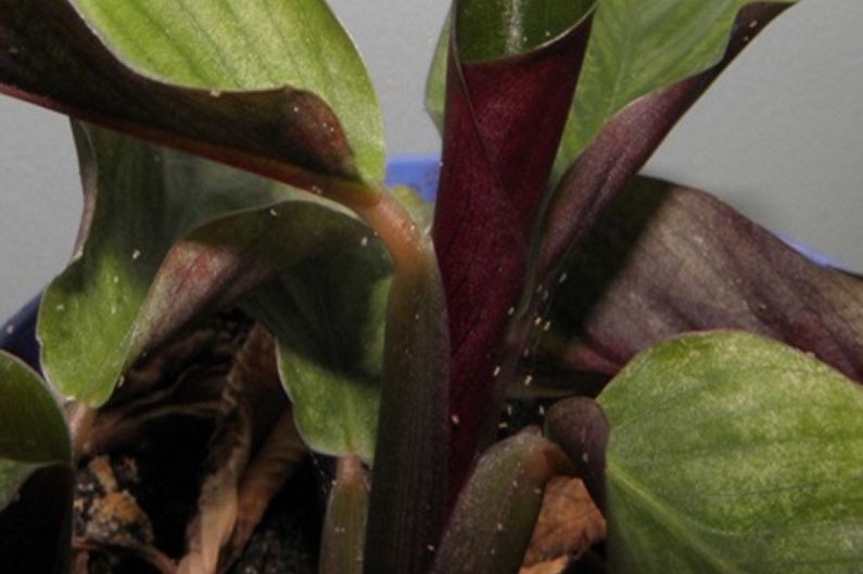 Calathea - kontrola škůdců a nemocí