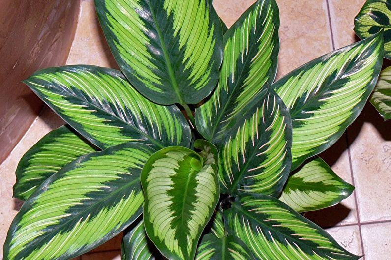Calathea - obecná charakteristika