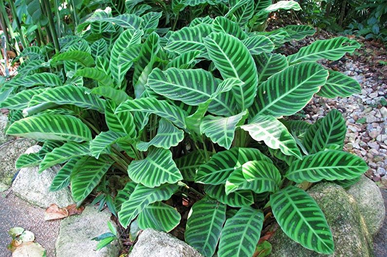 Calathea - obecná charakteristika