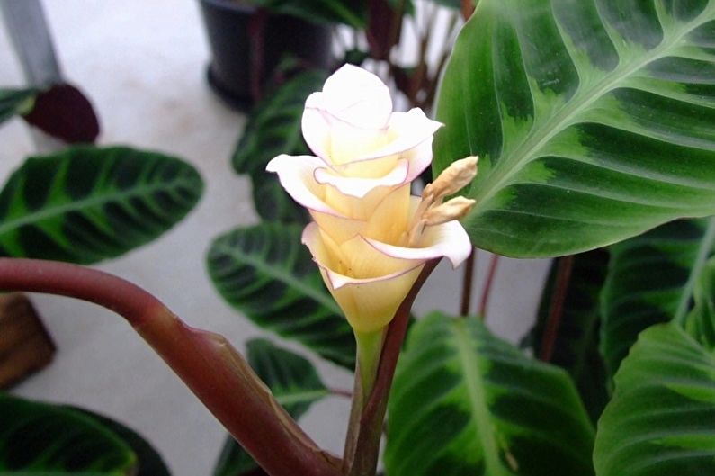 Calathea - obecná charakteristika