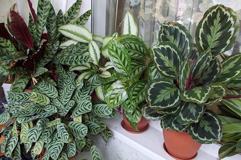 Calathea (70 fotografií): druhy, péče a pěstování