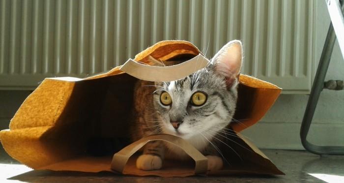 zabawki dla kota majsterkować torby papierowe