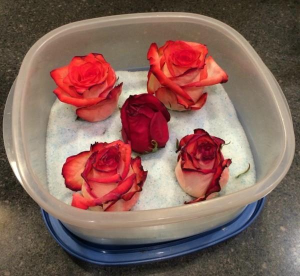Instructions de conservation des roses en gel de silice