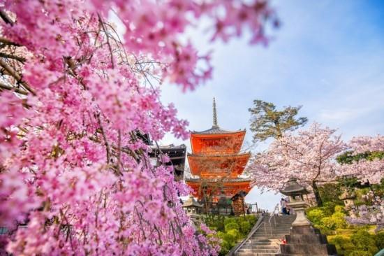saison des cerisiers en fleurs hanami japon