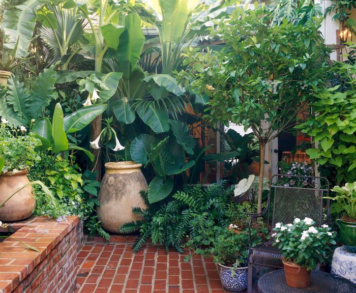 mały ogród projekt piękne bujne rośliny o dużych liściach atrakcyjny wygląd duże doniczki