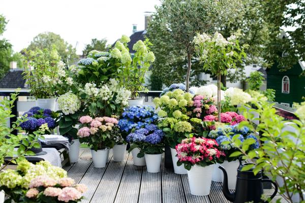 petits trucs et idées de jardinage hortensias coupés