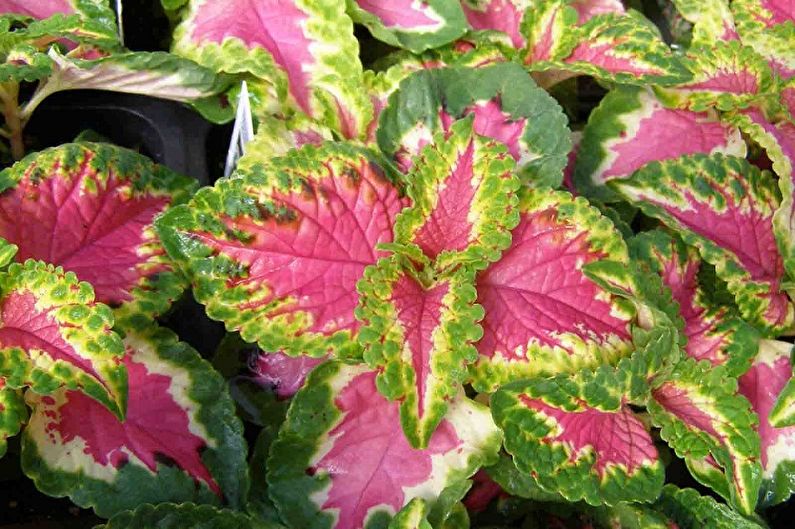 Coleus Rose Blush