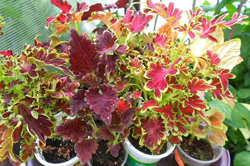 Motýl Coleus