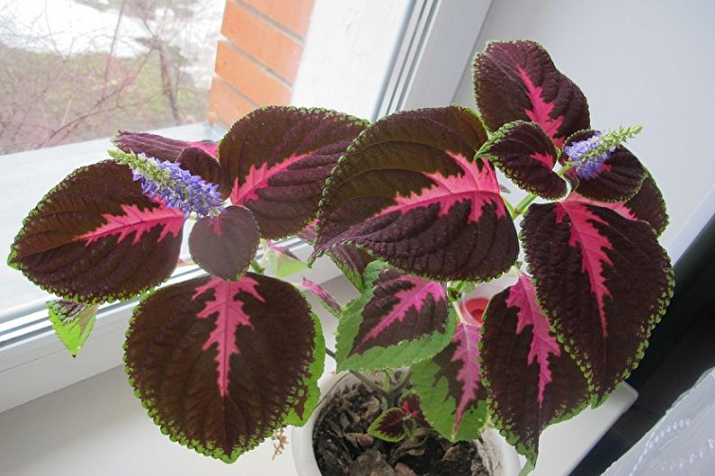 Coleus - péče