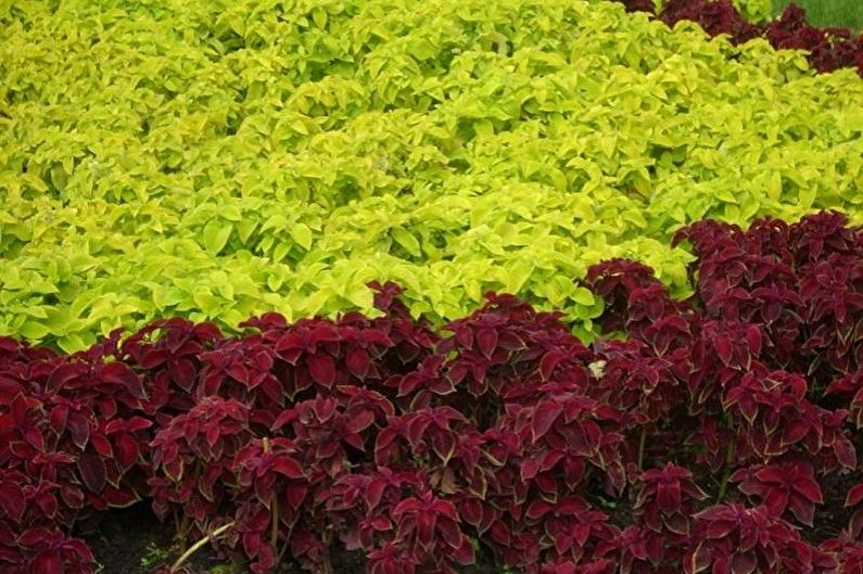 Coleus - Obecná charakteristika