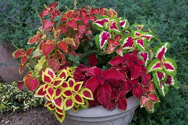 Coleus - Obecná charakteristika