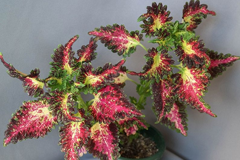 Coleus - fotografie