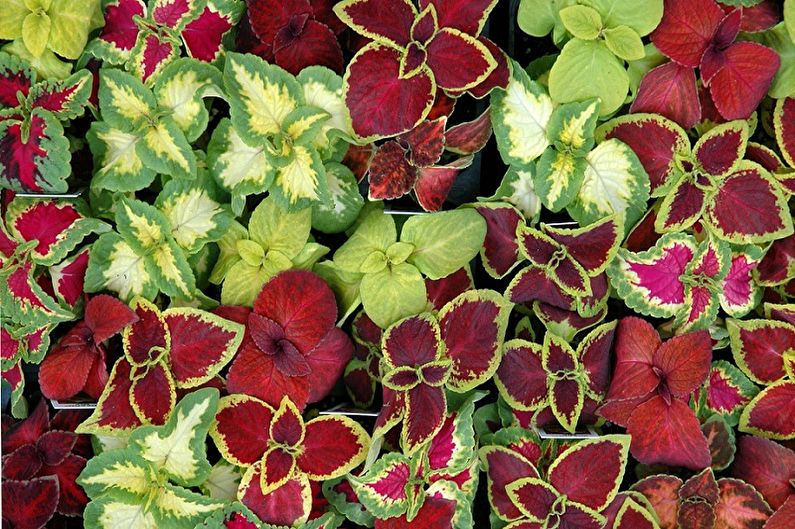 Coleus Bluma