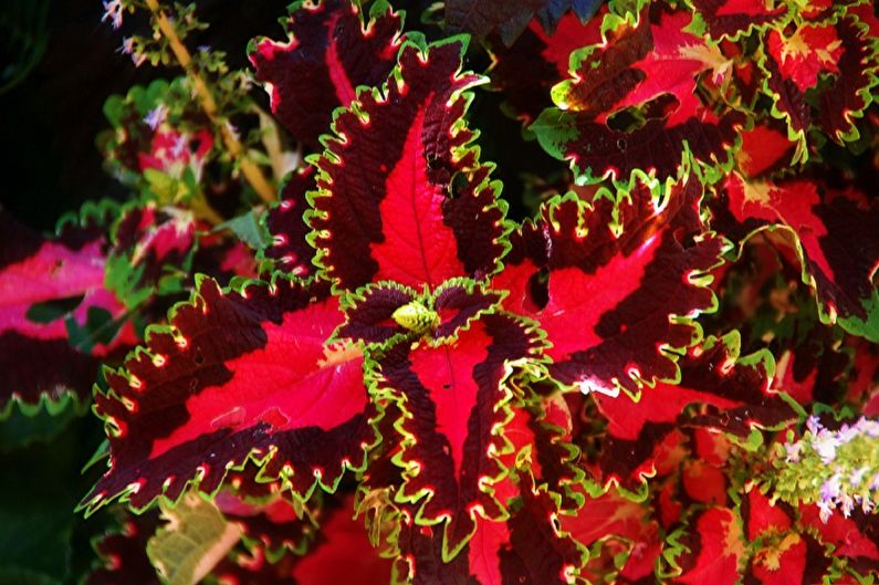 Coleus - fotografie