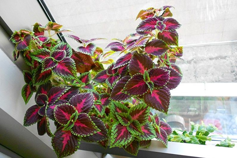 Coleus - fotografie