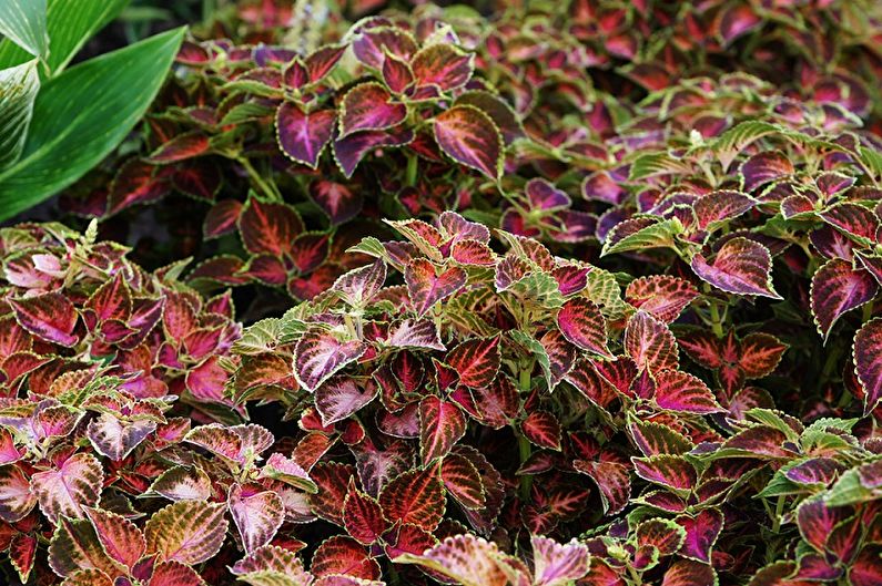 Coleus - fotografie