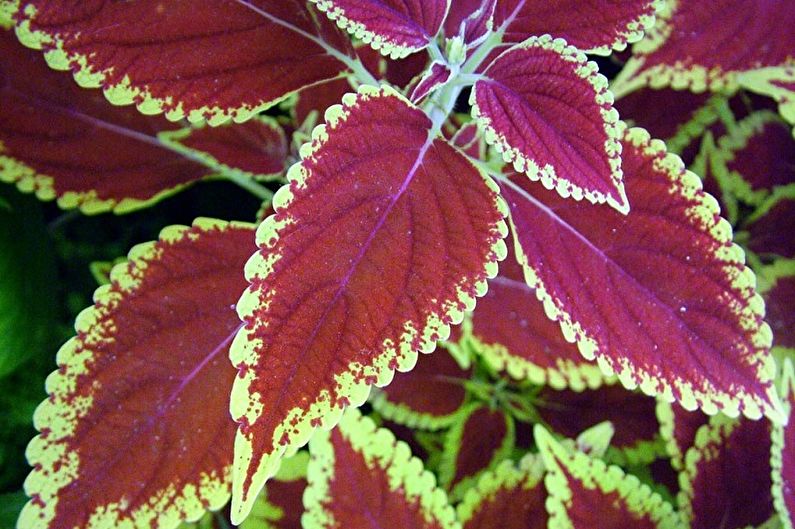 Coleus Renelta