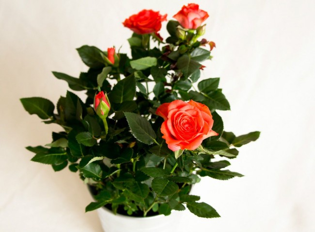 Jeder Hobbyflorist sollte wissen, dass sich die Pflege von Hausrosen deutlich von der Pflege von Gartenrosen unterscheidet und sich praktisch nicht mit anderen Hauspflanzen überschneidet.