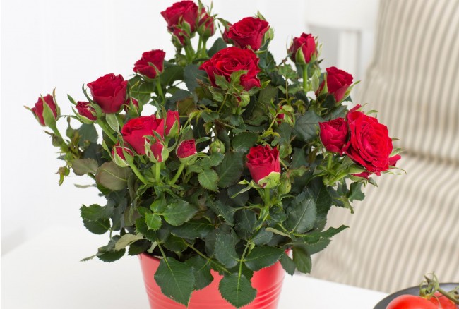 Haushaltsrosen sind ziemlich wählerische Pflanzen und erfordern daher nicht nur erhöhte Aufmerksamkeit, sondern auch die Einhaltung besonderer Haftbedingungen.