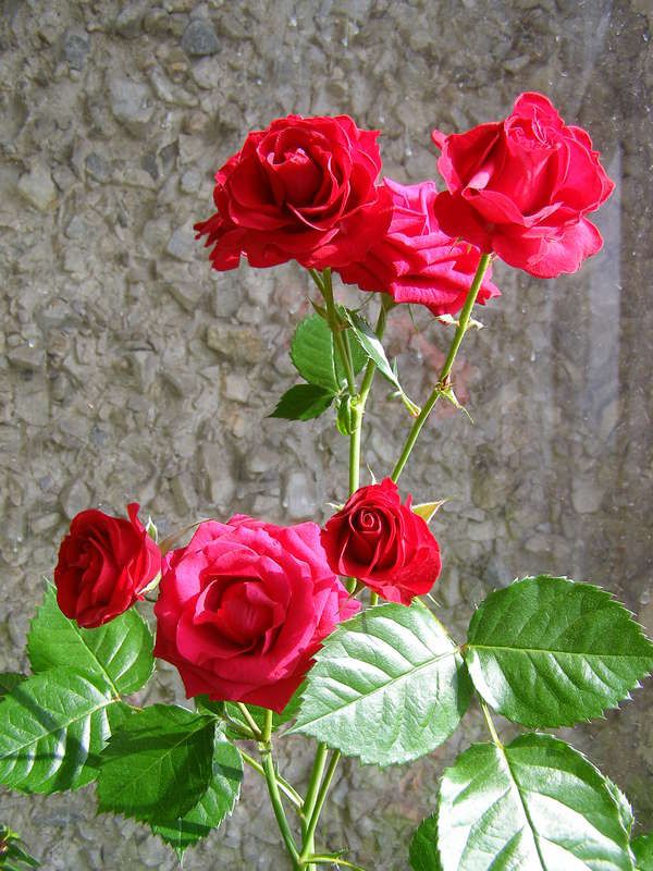 Bengalische Rose