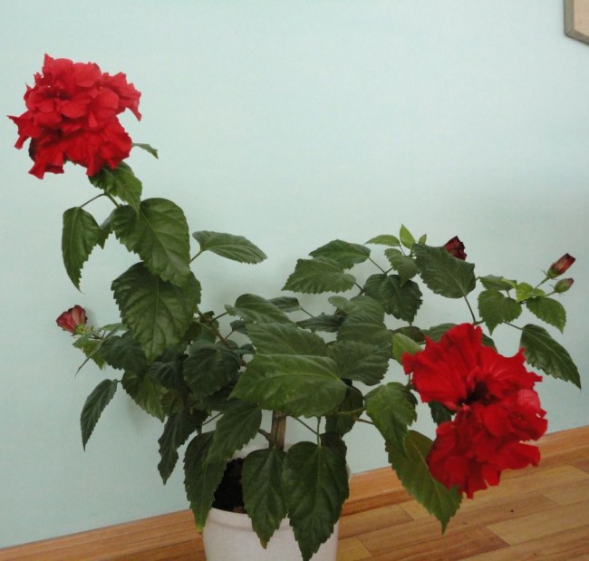 Chinesische Rose