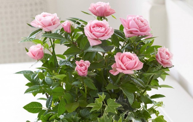 Zweifellos könnten Rosen die beste Dekoration für Ihr Zuhause sein.