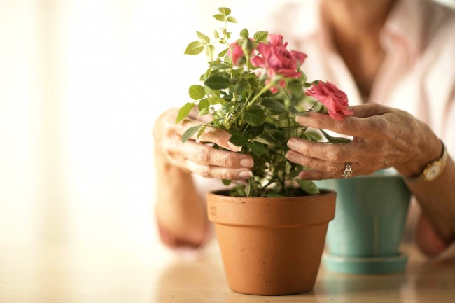 Sobald die Blume von Ihnen gekauft und nach Hause gebracht wurde, sollten Sie sie nicht umpflanzen oder Maßnahmen ergreifen, die ihren Frieden stören könnten.