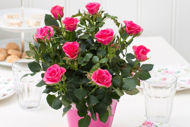 Rosen reagieren gut auf Blattspritzen