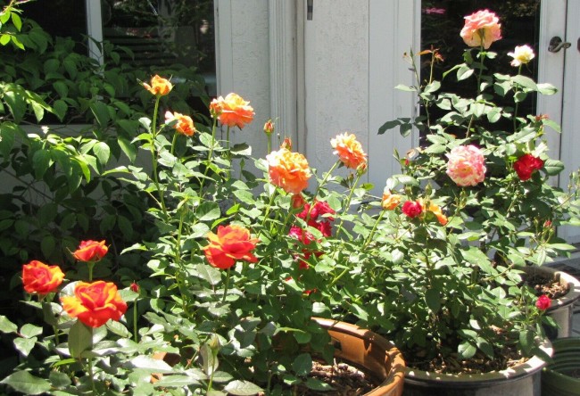 Rosen können je nach Wetterlage auf der Fensterbank oder im Garten der Sonne ausgesetzt werden