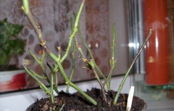 Zimmerrose, für den Winter geschnitten