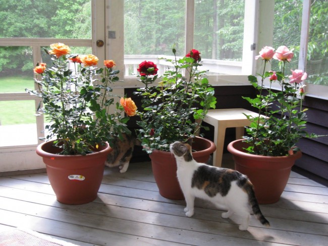 Topfrosen – beliebt in der Indoor-Blumenzucht