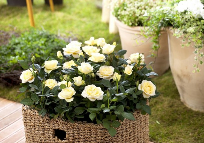 Hausgemachte Rosen werden von Jahr zu Jahr beliebter.