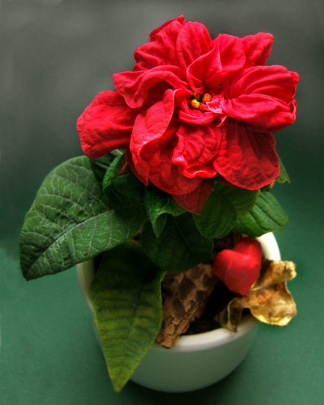 Euphorbia krásná nebo vánoční hvězda (Euphorbia pulcherrima)