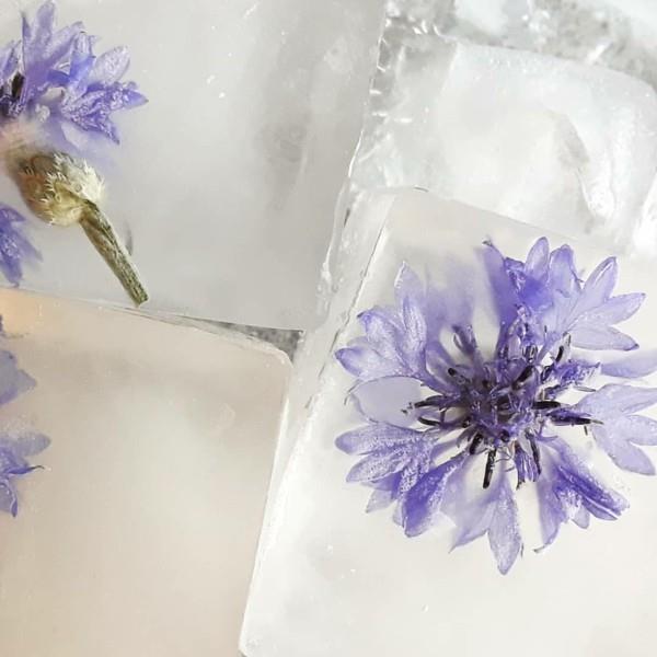 jadalne kwiaty chaberowe kostki lodu