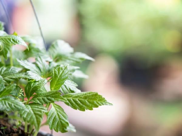 herbe de l'immortalité renforce le système immunitaire