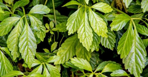 herbe d'immortalité jiaogulan plante médicinale saine