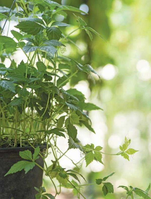 herbe de l'immortalité jiaogulan plante grimpante en bonne santé