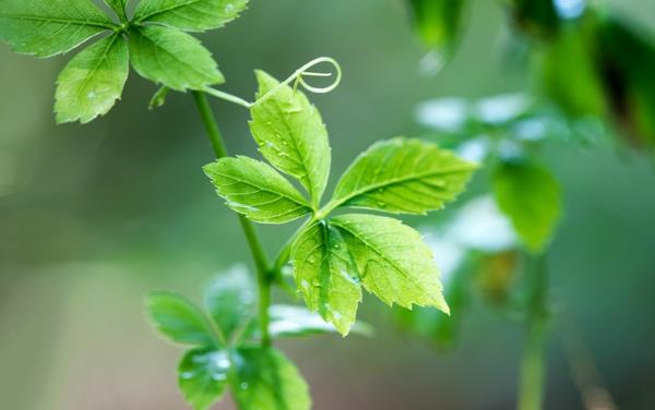 l'herbe de l'immortalité classe la plante