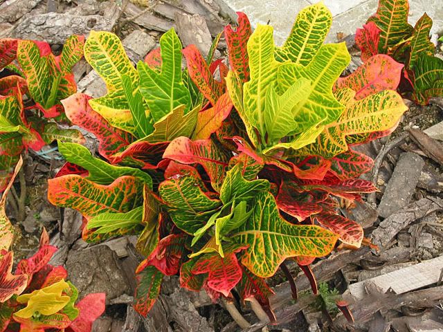 Geschnitzte Blätter in Form eines Eichenblattes