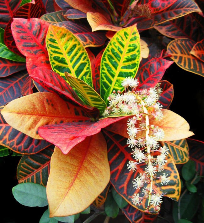 Anmutige Blüte von Croton