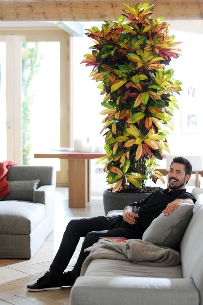 Die maximale Höhe eines in einem Raum lebenden Croton erreicht 1 m