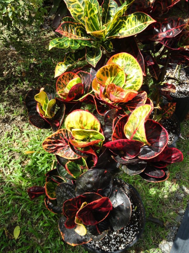 Unter natürlichen Bedingungen sieht geschmückter Croton aus wie ein bis zu 3 m hoher Baum