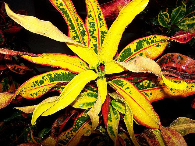Die Luftfeuchtigkeit muss hoch genug sein, dies ist notwendig, damit das Croton lange seine Farbe behält. Wenn dieser Indikator nicht normal ist, erkennen Sie ihn am Zustand der Blätter.