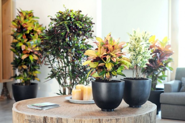 Beim Umpflanzen müssen Sie Blumen zusammen mit einem Erdklumpen mitnehmen, um den Zustand des Wurzelsystems nicht zu stören. Ein erwachsener Croton sollte nicht häufiger als dreimal im Jahr umgepflanzt werden