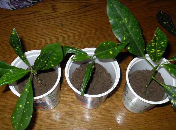 Während der junge Croton wächst, muss er ständig mit Mineral- oder Mehrnährstoffdüngern für Zierpflanzen gefüttert werden. Düngemittel werden nach dem Gießen ausgebracht