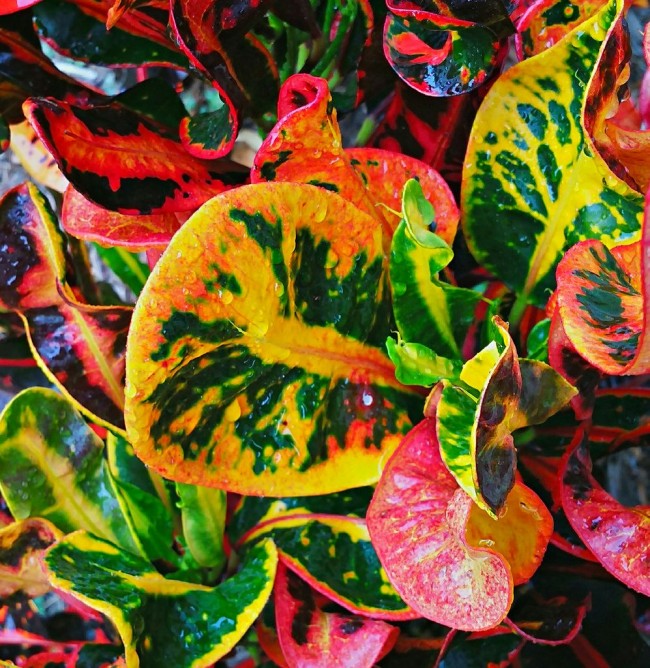 Croton wird jede Wohnung oder jedes Haus schmücken