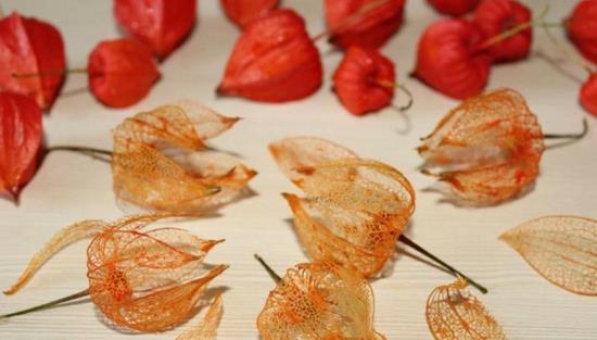 Kwiaty lampionu Physalis
