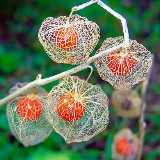 kwiat latarnia physalis roślina jesień