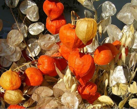physalis lampion kwiat i jesienna dekoracja srebrnego liścia