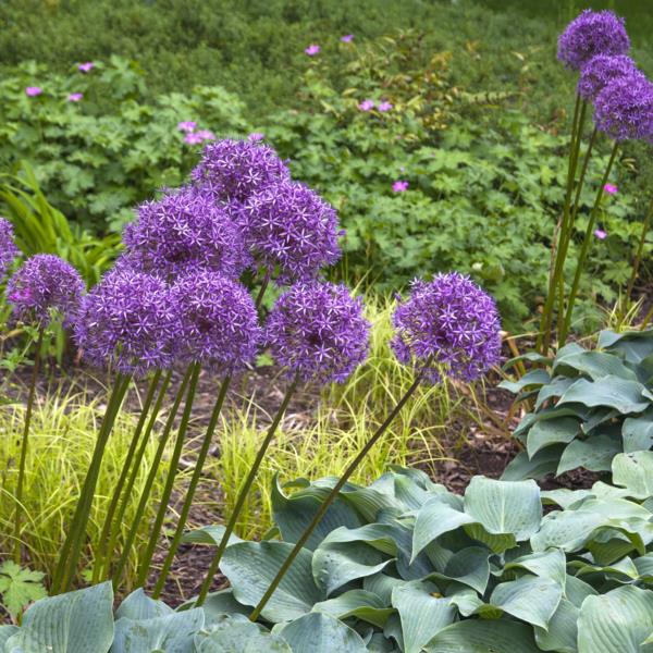 conseils de plantes d'ail oignon violet